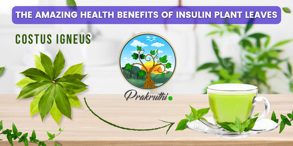 The Amazing Health Benefits of Insulin Plant Leaves