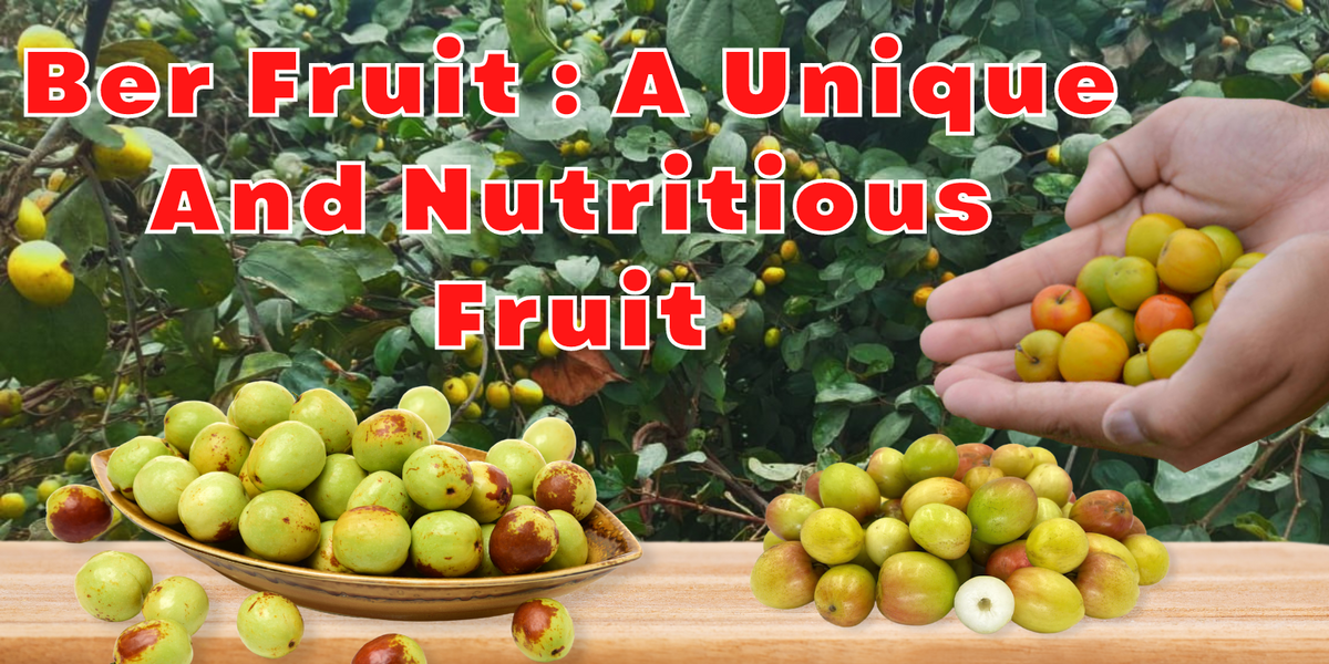 Ber Fruit: A Unique and Nutritious Fruit – PUSHMYCART