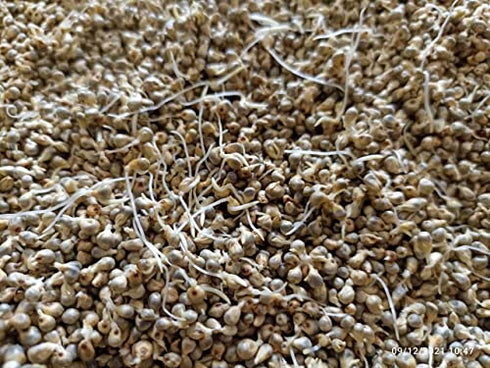 Sprout Feast Sprouted Bajra Flour