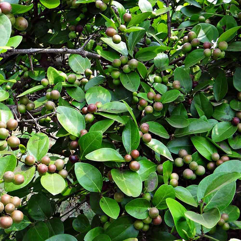 Kale Pandlu / Kale Kayalu