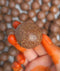 Prakruthi Avisela | Flax Seed Laddu