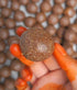 Prakruthi Avisela | Flax Seed Laddu