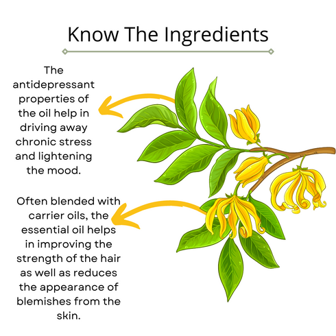 Omorfee India Ylang Ylang Essential Oil