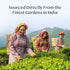 Vahdam Tea The India Tea Trilogy Gift Set 3 Teas