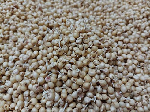 Sprout Feast Sprouted Jowar Flour
