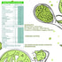 UNIFIT Muesli Cereal for Breakfast | Matcha Powder