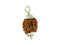 Patanjali 2 Mukhi Rudraksha With Golden Cap