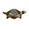 Decorative Brass Kachua with Glass 105g (Pack of 2)