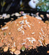 Novelty Sweets Amritsar Chana Dryfruit Punjeeri(Sugar Free)