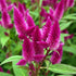Gunugu Puvvu | Celosia Flowers