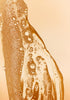The Body Shop Shower Gel Refreshing Passionfruit