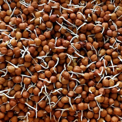 Sprout Feast Sprouted Chickpeas Flour(Besan)
