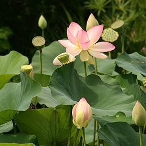 Lotus Flower Plant seeds