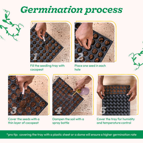 Ugaoo Cherry Tomato Vegetable Seeds