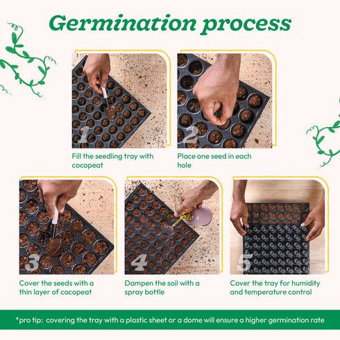 Ugaoo Capsicum Vegetable Seeds