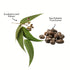 Dr Elie Organics Persian Herbs Purifying Shampoo