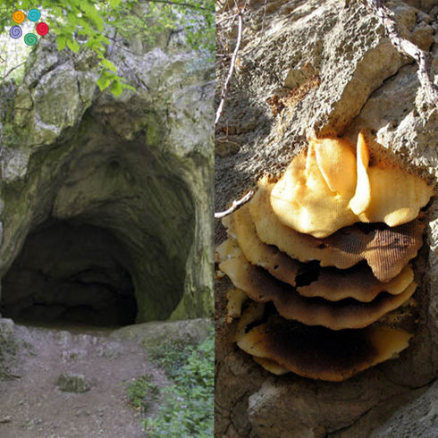 Prakruthi Cave Black Wild Honey
