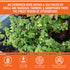Safe Harvest Thyme