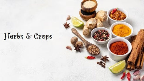 Herbs and Crops Select Sulphurless Bura Sugar Powder for Mithai