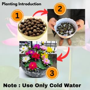 Lotus Flower Plant seeds