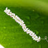 Artificial Jasmine Flower Hair Accessory White and Green Reusable Bridal Women Hair Decoration