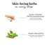 Jest herbs Serum Foundation Dewy Finish SPF30+ Tube
