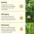 Theearthcollective in Anti Hair Fall Hair Oil For Weak & Thinning Hair Brahmi Bhringraj & Rosemary