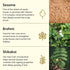 Theearthcollective in Shikakai Oil Plus Hair Oil For Breakage Prone Hair Sesame & Brahmi