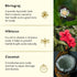 Theearthcollective in Coconut Oil Plus Hair Oil For Extra Strong Hair Bhringraj & Hibiscus