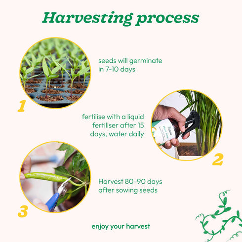 Ugaoo Chilli Vegetable Seeds