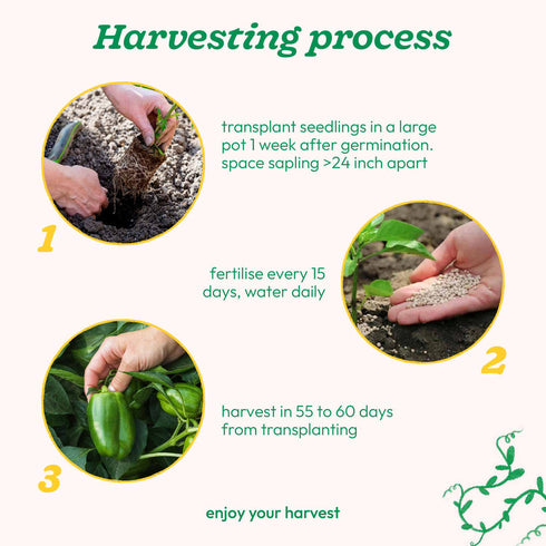 Ugaoo Capsicum Vegetable Seeds