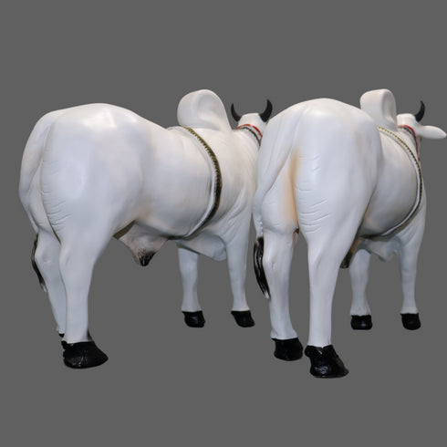 Large Fiber Ongole Bull Pair - Table Decoration Figurines