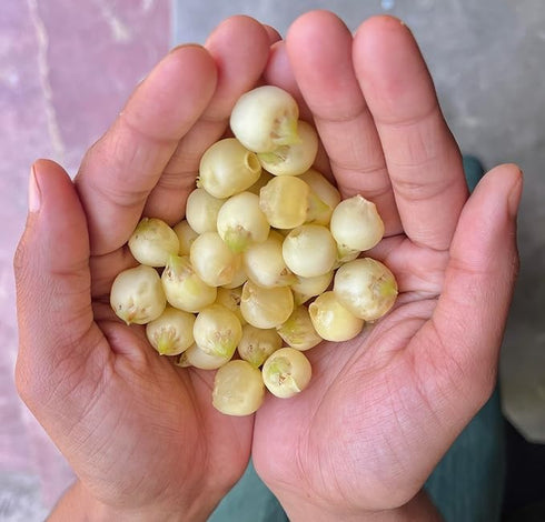 prakruthi RAW HERBS PHOOL MAHUA MAHUYA FLOWER MADHUCA INDICA (500GM)