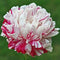 Ritz Farming® Peony Double Imported Flower Seeds