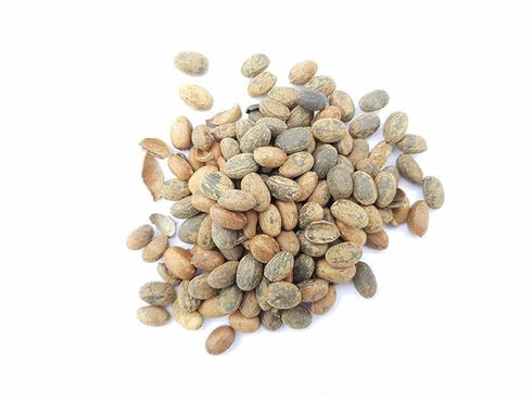 Indiana Jamalgota Seeds