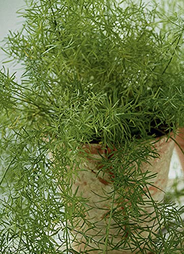 The Body Shop Tea Tree Matifying Lotion