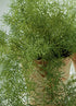 The Body Shop Tea Tree Matifying Lotion