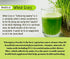 Herbal Hills Wheat-O-Power Powder
