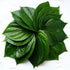 Paan leaves| Betel Leaves