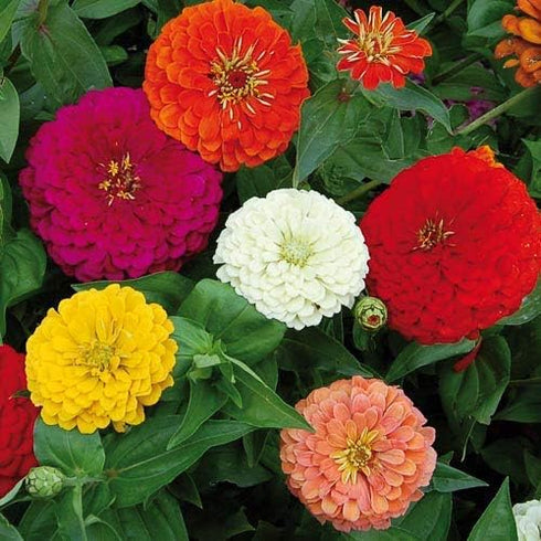 Saphirre Zinnia Hybrid Double Flower Seed