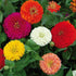 Saphirre Zinnia Hybrid Double Flower Seed