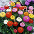 Saphirre Zinnia Hybrid Double Flower Seed