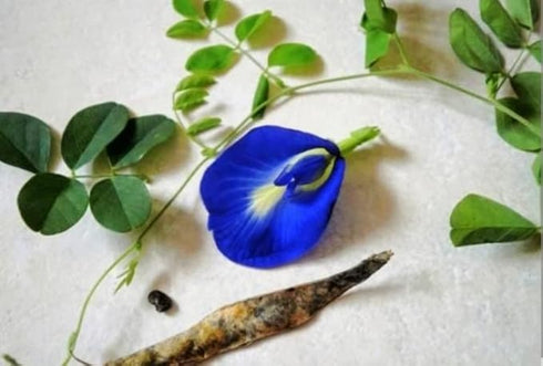Vinca Art Aparajita Blue Single And Double Petals Flower Seeds