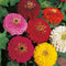 Saphirre Zinnia Hybrid Double Flower Seed