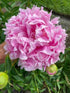Ritz Farming® Peony Double Imported Flower Seeds
