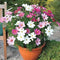Splendour Seeds Cosmos Mix Flower Seeds