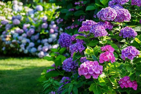 NooElec Seeds Hydrangea Flower Seeds