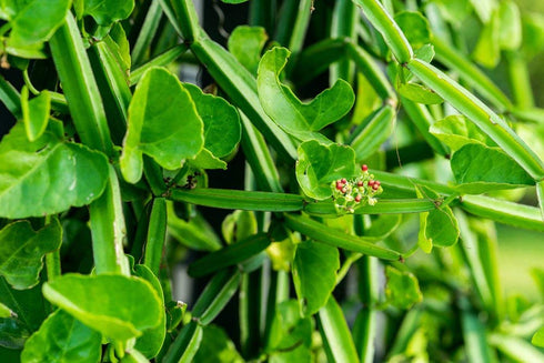 Saara HERBAL FRESH Pirandai Powder | Cissus Quadranglaris