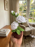 White Rose Crochet Flower Pot