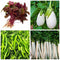 Seeds Combo of Amaranthus Red Cholai | Brinjal White Small | Radish White & Chilly Green Seeds